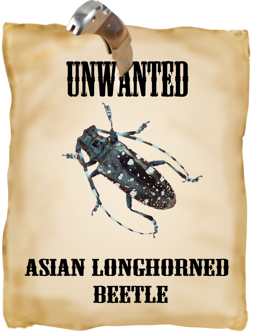 Beware Charleston!!!- APHIS Establishes an Asian Longhorned Beetle (Anoplophora glabripennis) Quarantine Area in Charleston County, South Carolina