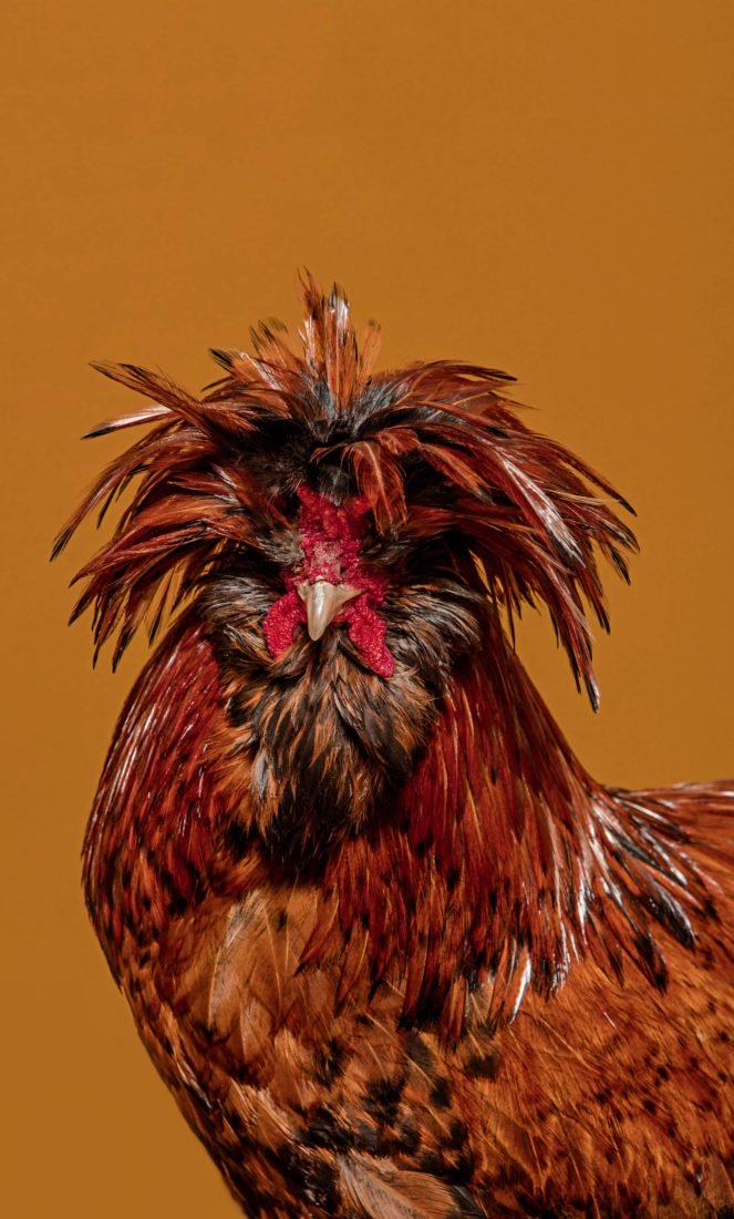 These Are Some of The Rarest Chickens You'll Ever See