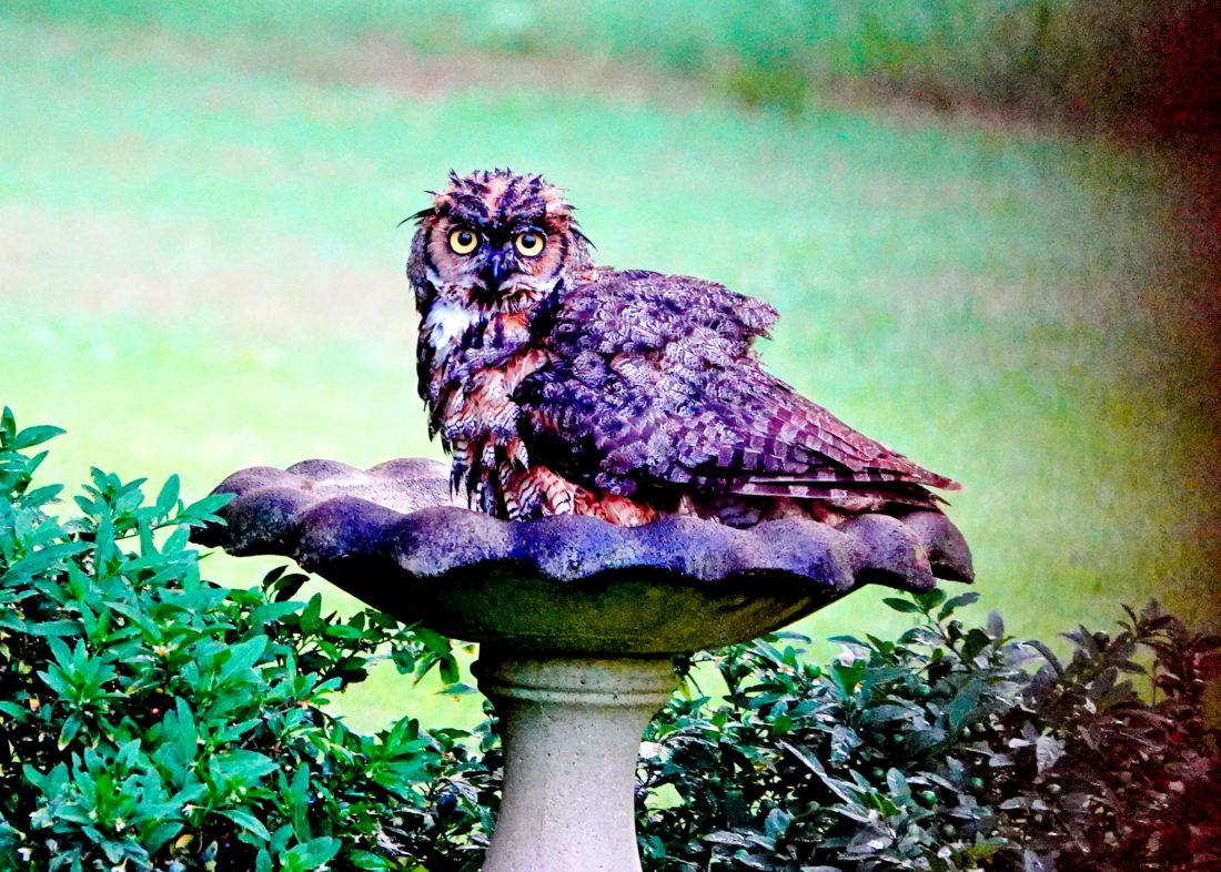 A Great Horned Owl Enjoys a Birdbath