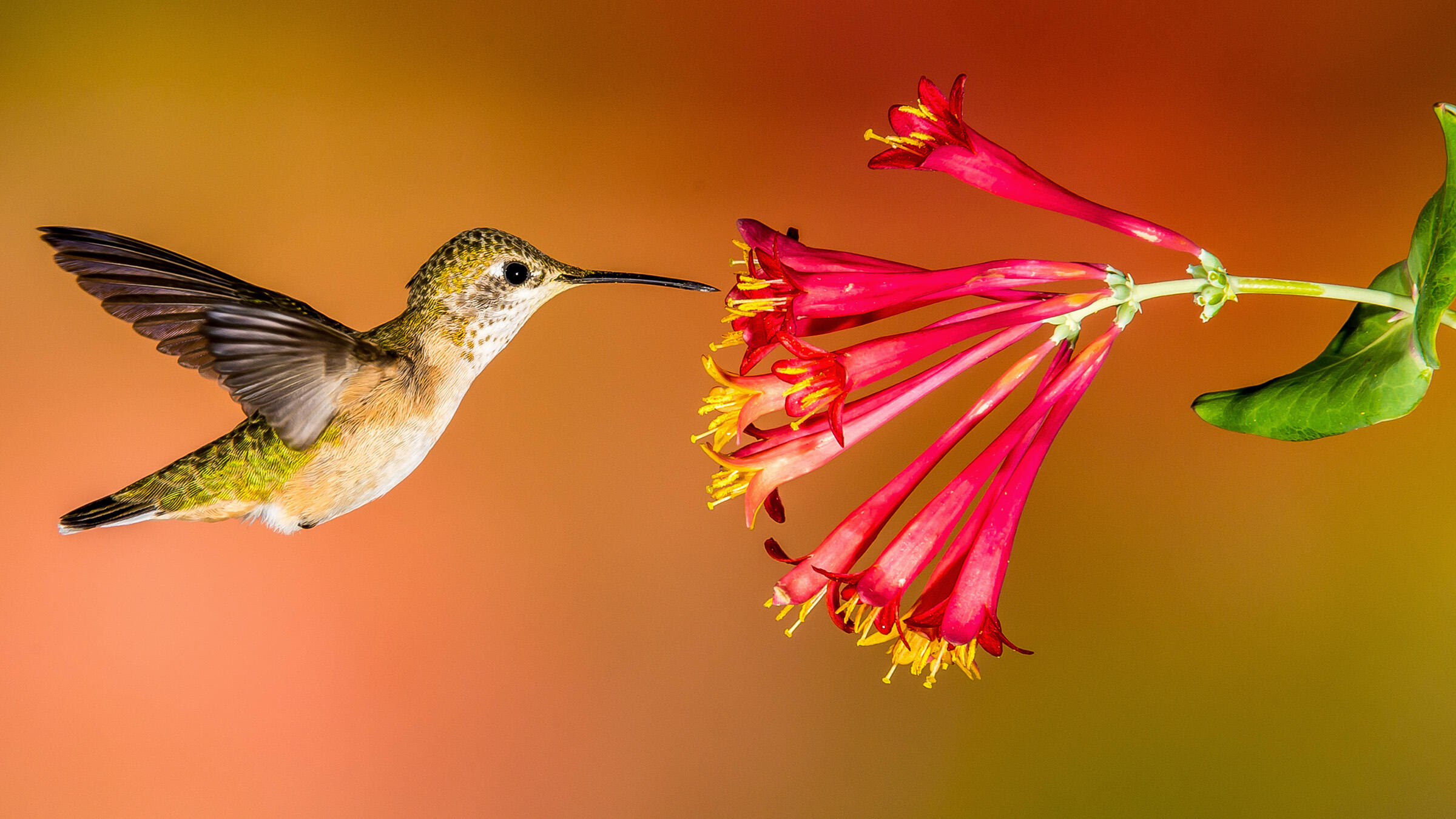 How to Create a Hummingbird-Friendly Yard