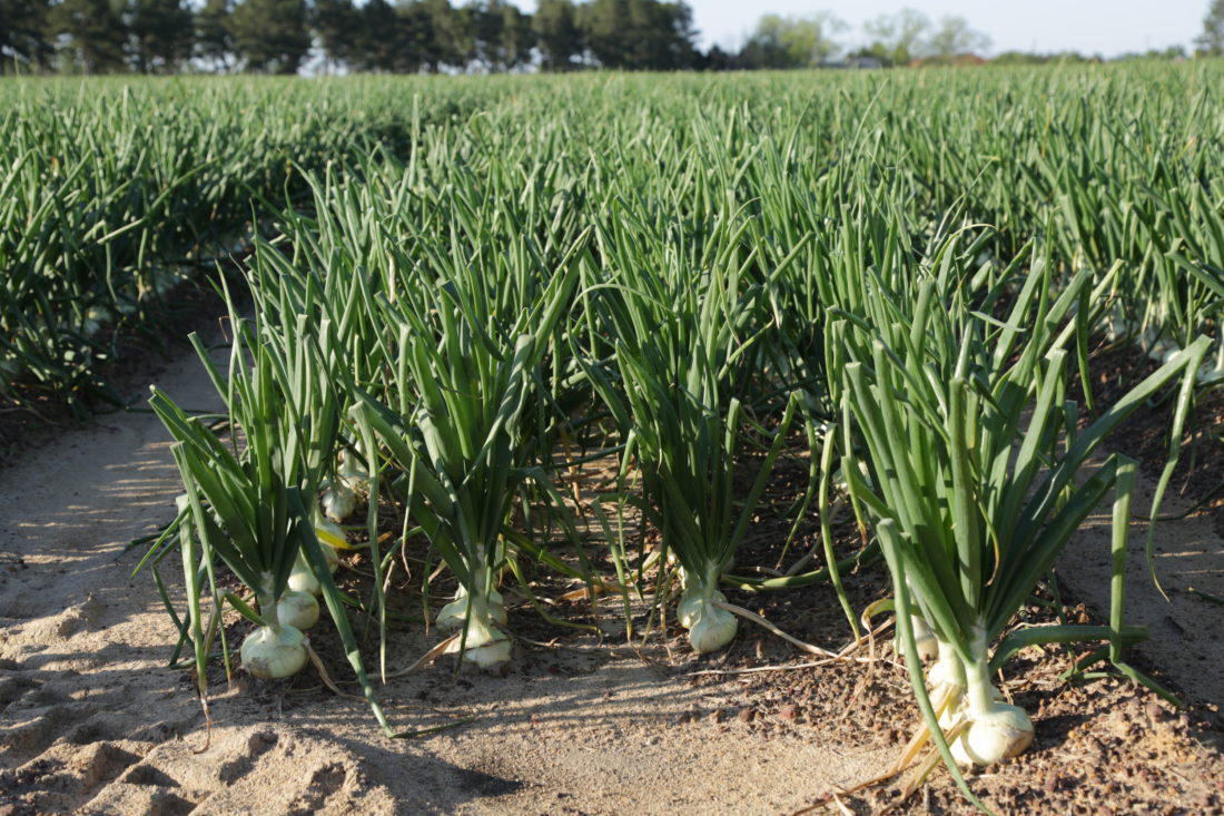 What Makes Vidalia Onions So Great?