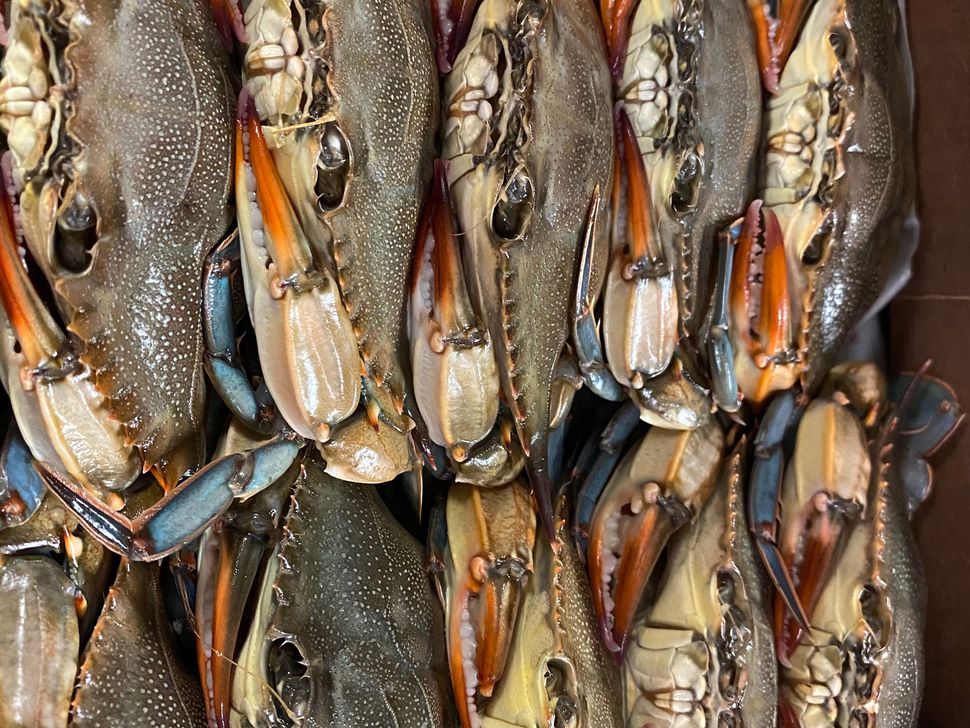 The Ultimate Guide to Finding Soft Shells in Charleston